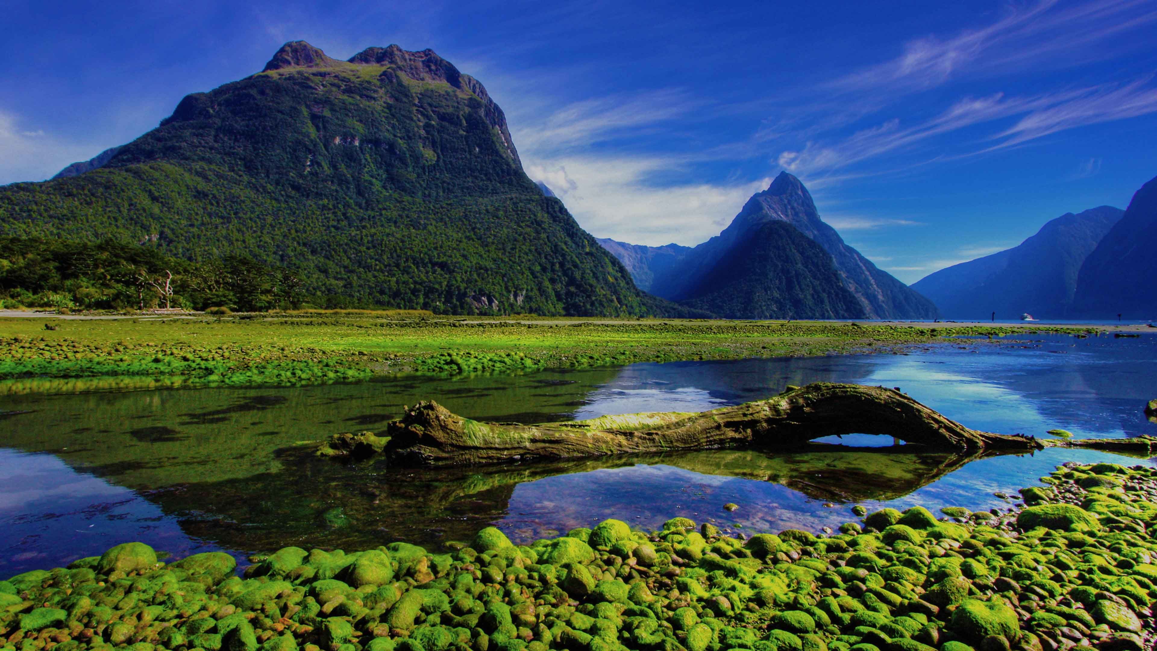 Chudesa. Фьорд Милфорд-саунд. Южный остров, новая Зеландия. Новая Зеландия (New Zealand). Национальный парк Фьордленд Флора.