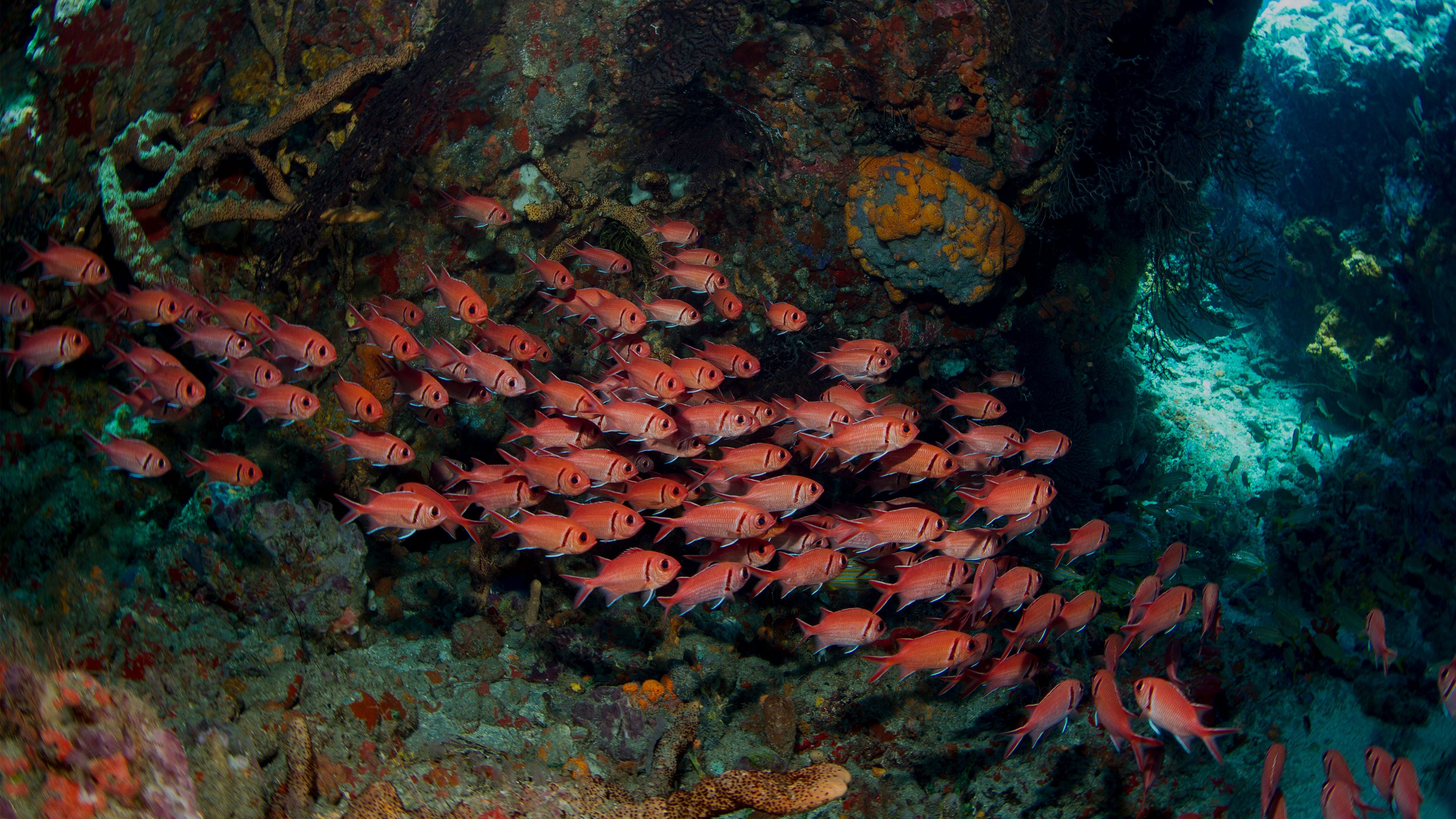 Dominica Shore Excursions & Cruise Excursions Celebrity Cruises