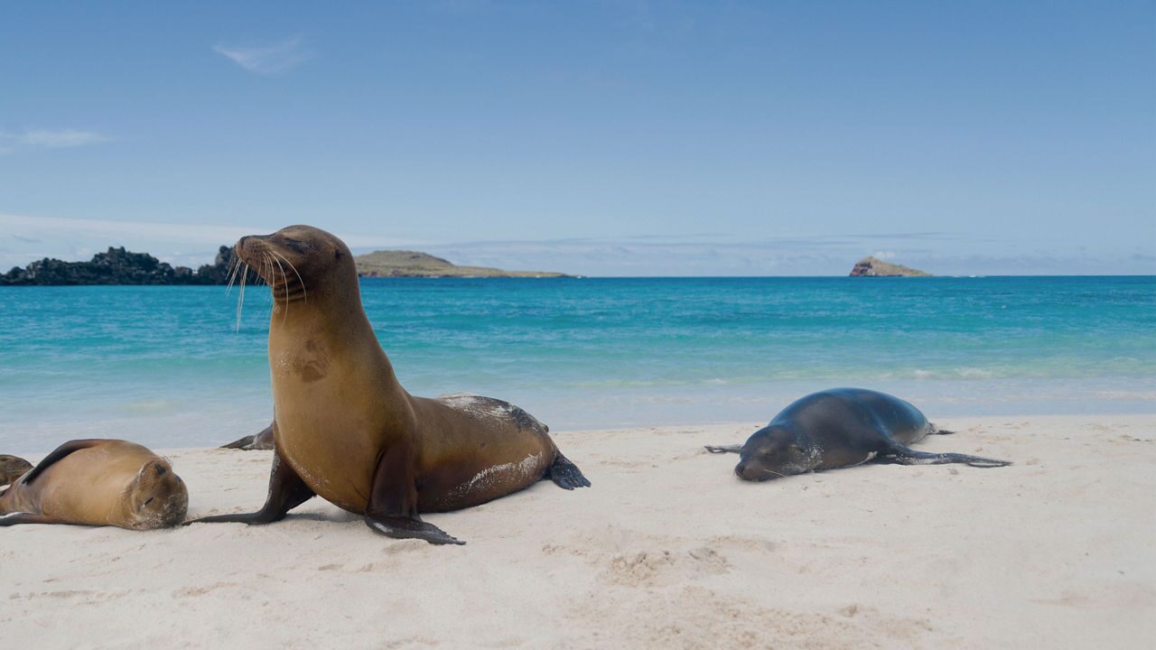 Sea lions on a beach in the Galapagos Islands with the blue sea behind them.