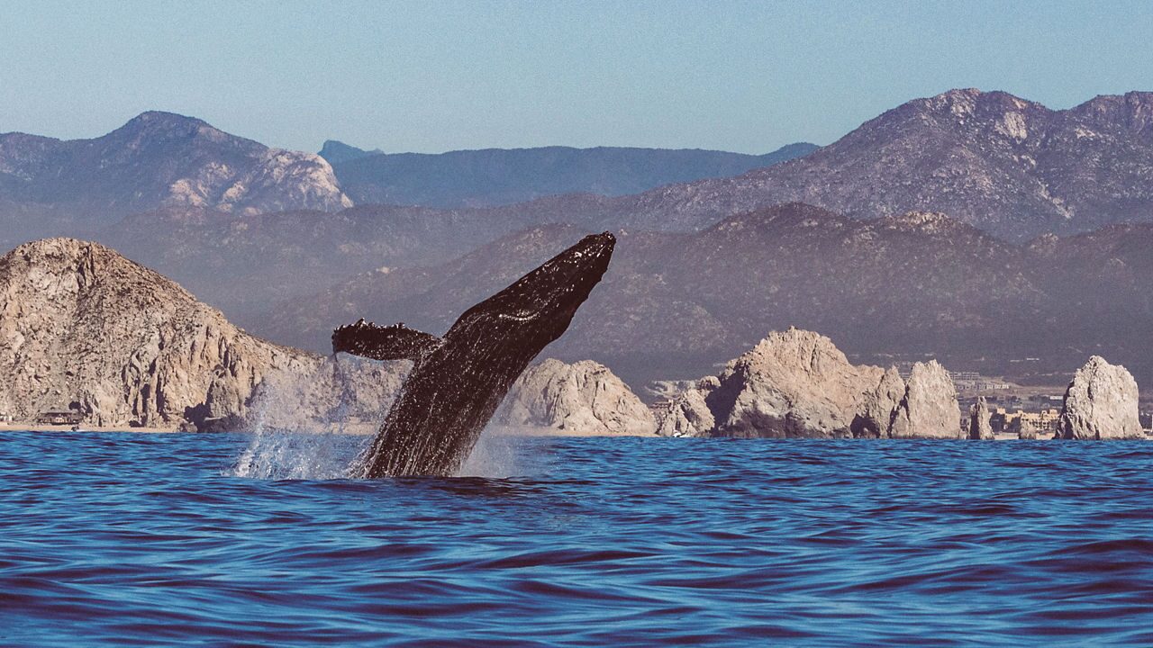 https://www.celebritycruises.com/is/image/content/dam/celebrity/new-images/2023-mexican-riviera/Humpback-Whale-Cabo-San-Lucas-2560x1440.jpg?$24x5-large$