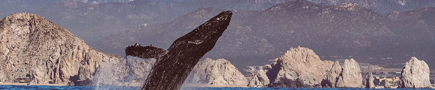 https://www.celebritycruises.com/is/image/content/dam/celebrity/new-images/2023-mexican-riviera/Humpback-Whale-Cabo-San-Lucas-2560x1440.jpg?$24x5-large$