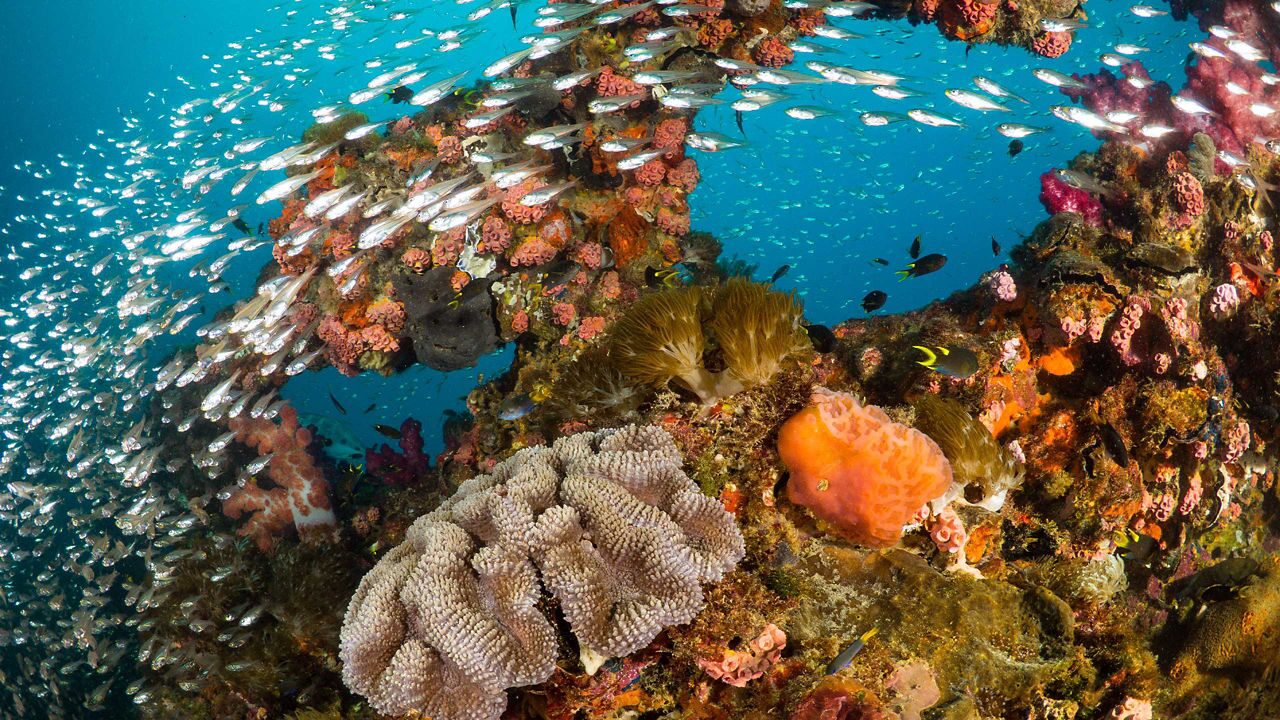celebrity cruise great barrier reef 2024