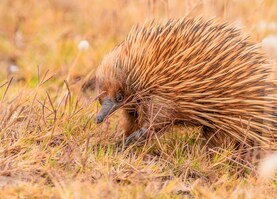 Strange looking echidna wandering through the fluffy grasses.